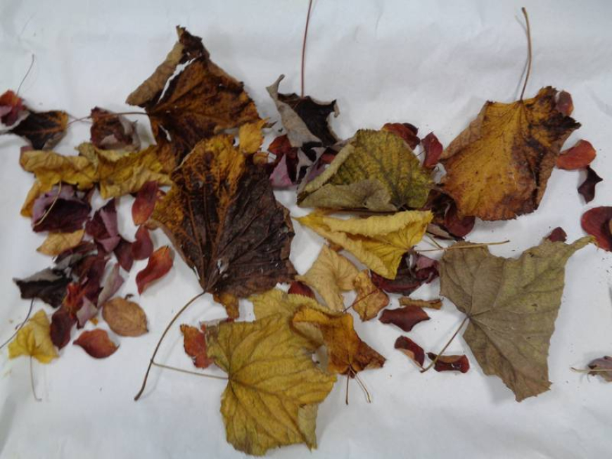 I colori dell'autunno dagli Uccellini